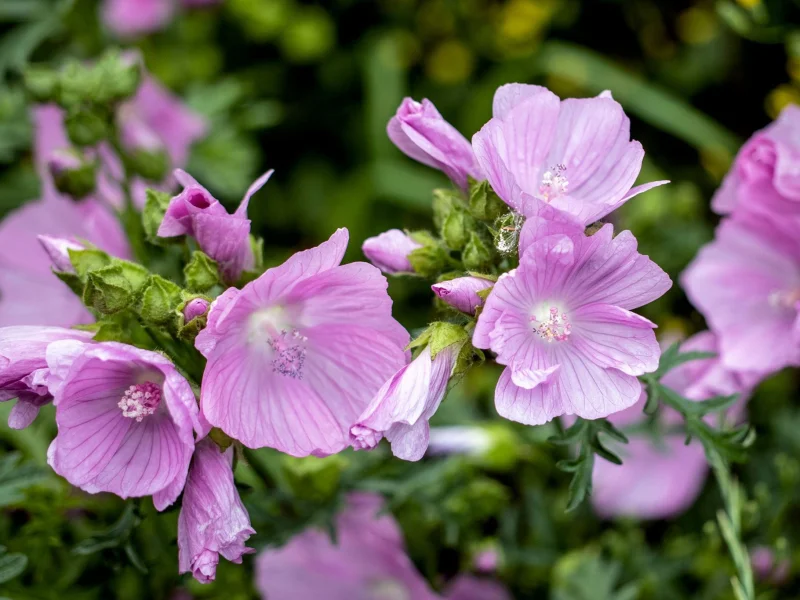 Malva moschata 'Rosea' (Muskuskaasjeskruid)-1