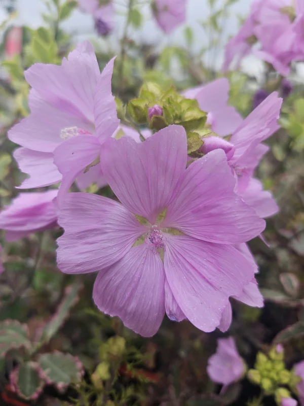 Malva moschata 'Rosea' (Muskuskaasjeskruid)-2