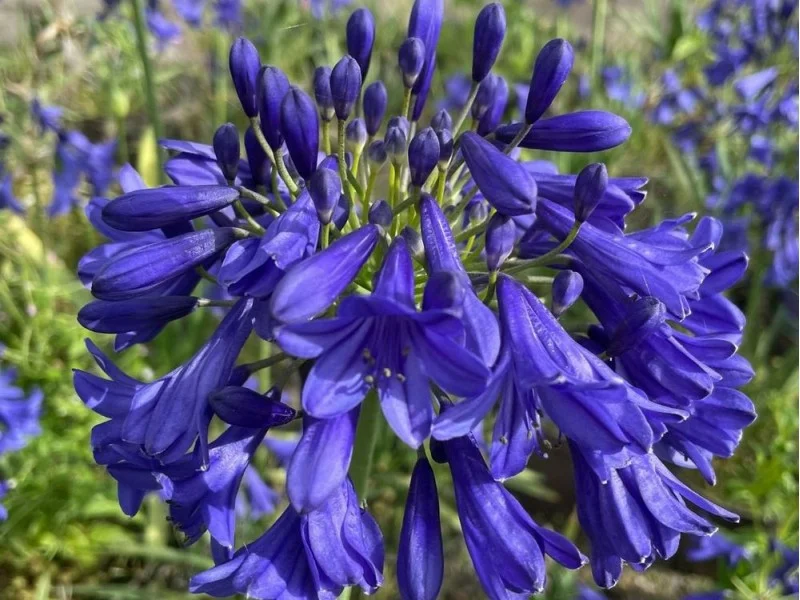 Agapanthus 'Amsterdam'-1