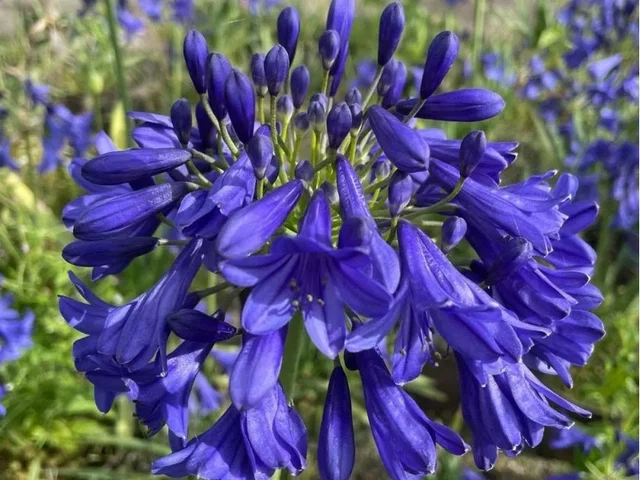 Agapanthus 'Amsterdam'