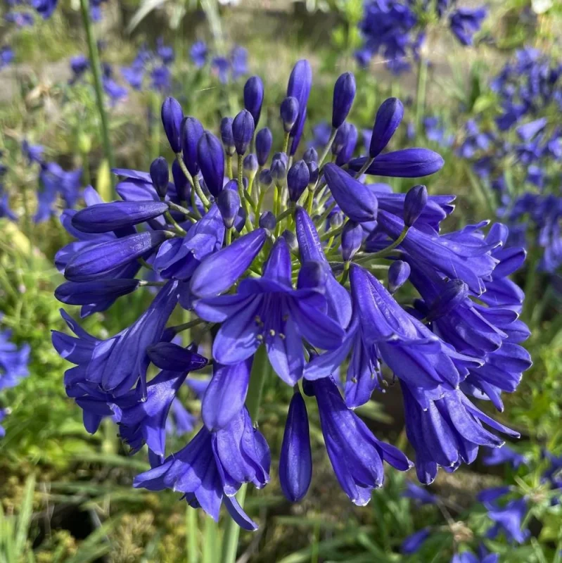 Agapanthus 'Amsterdam'-2