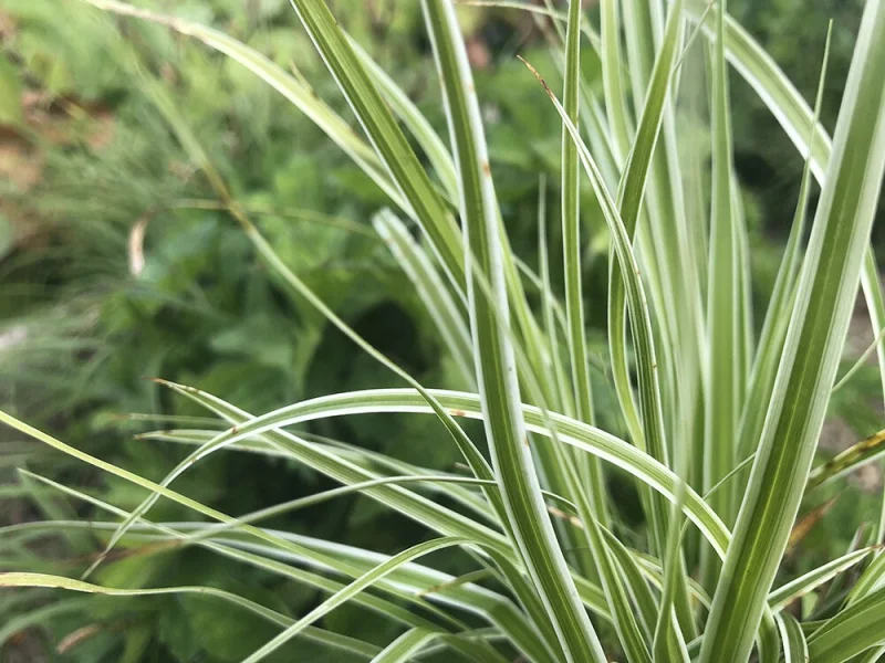 Carex oshimensis 'Everest'-1