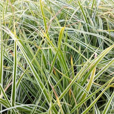 Carex oshimensis 'Everest'-2