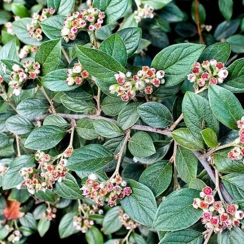 Cotoneaster franchetii (Dwergmispel)