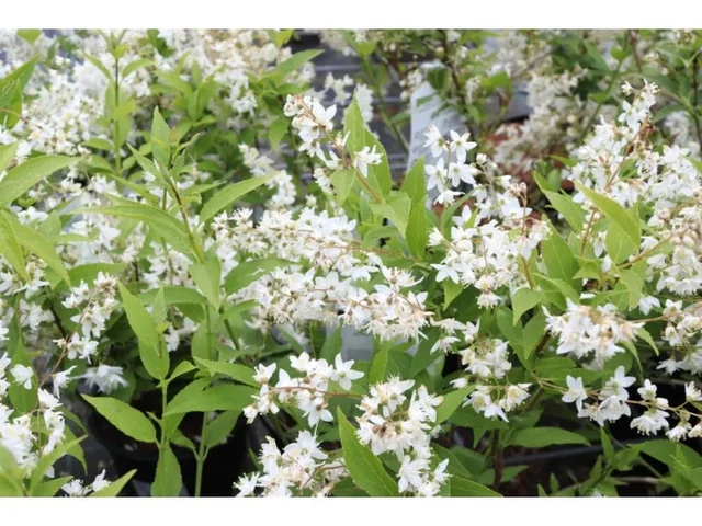 Deutzia Gracilis (Bruidsbloem) Deutzia Gracilis (Bruidsbloem)
