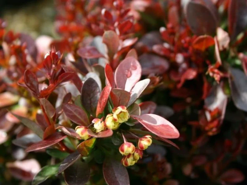 Berberis Thunbergii Atropurpurea