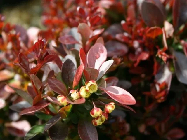 Berberis Thunbergii Atropurpurea Berberis Thunbergii Atropurpurea