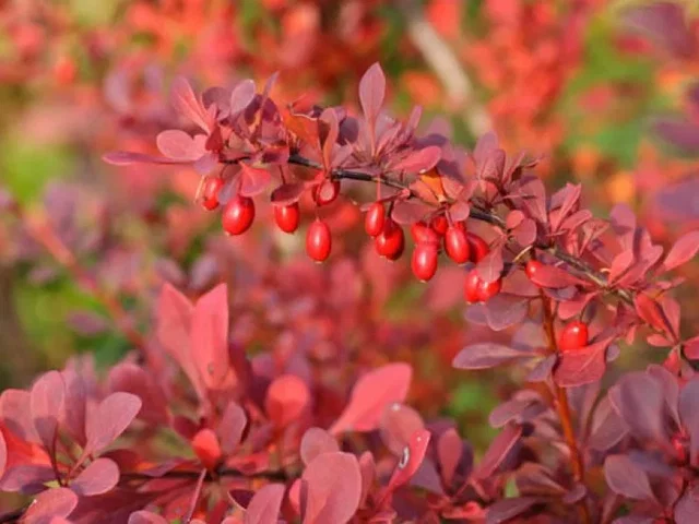 Berberis Thunbergii Atropurpurea Berberis Thunbergii Atropurpurea