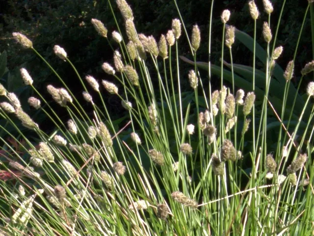 Sesleria Heufleriana (Blauwgras)