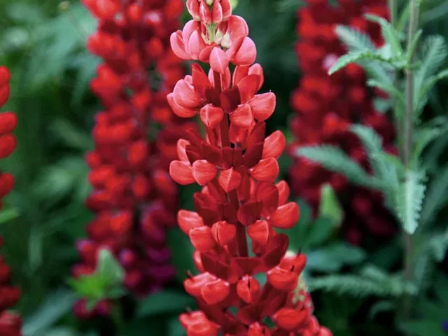 Lupinus 'Gallery Red' (Lupine)