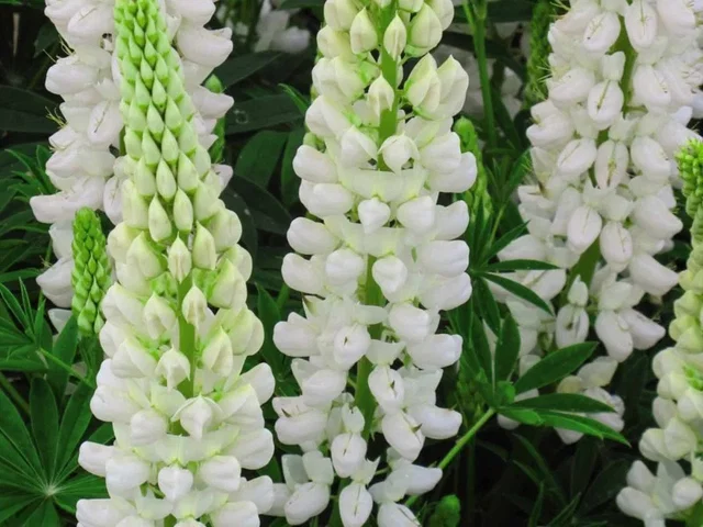 Lupinus 'Gallery White'  (Lupine)