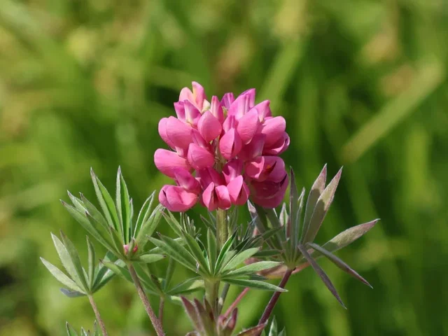 Lupinus 'Gallery Pink' (Lupine)