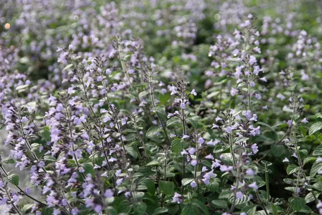 Calamintha nepeta 'Blue Cloud' Calamintha nepeta 'Blue Cloud'