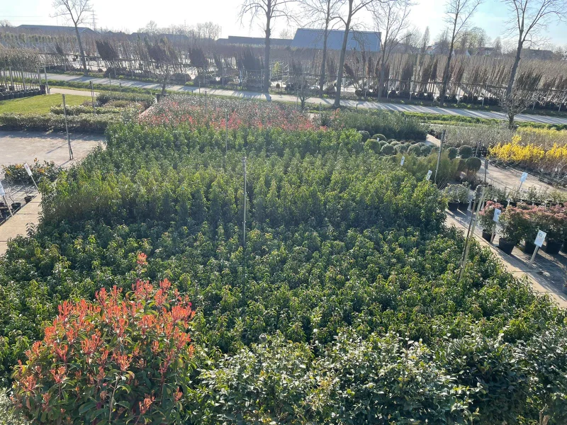 Prunus Lusitanica Angustifolia haagplant (Portugese Laurier)-6