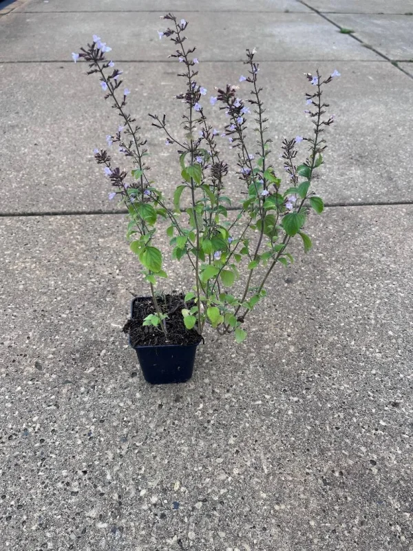 Calamintha nepeta 'Blue Cloud'-2