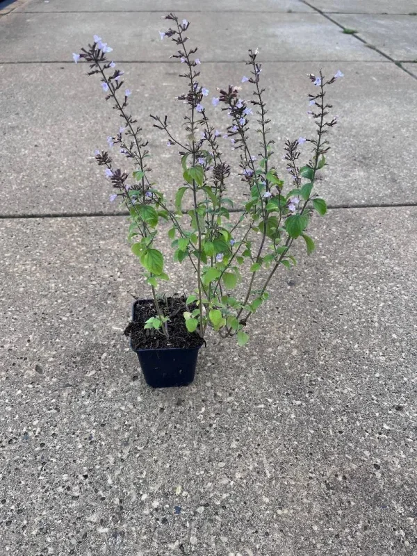 Calamintha nepeta 'Blue Cloud' Calamintha nepeta 'Blue Cloud'