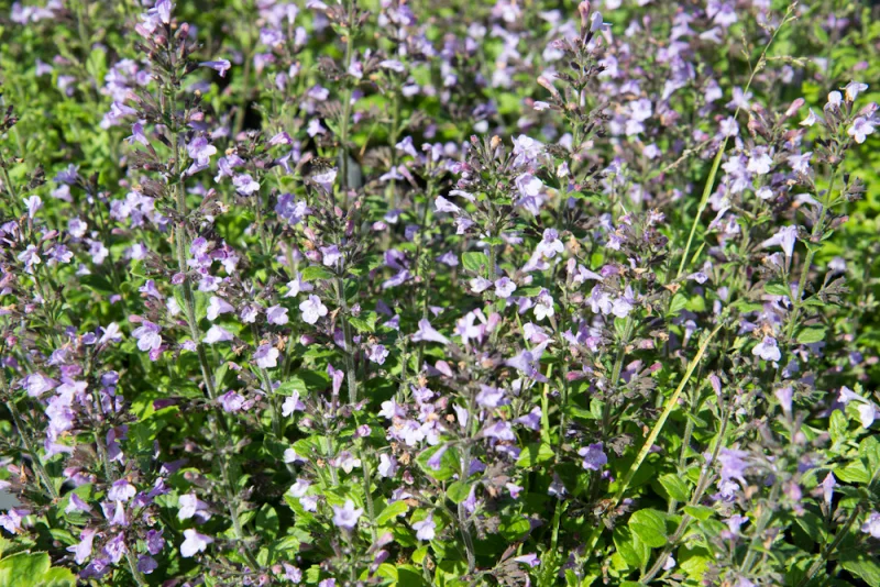Calamintha nepeta 'Blue Cloud'-3