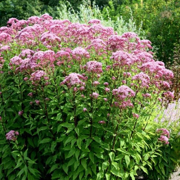 Eupatorium purpureum leverkruid