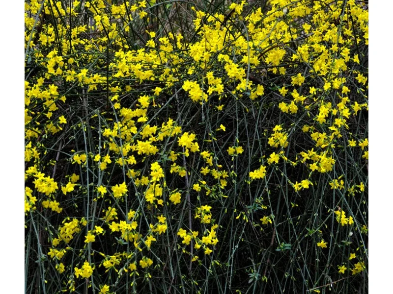 Jasminum nudiflorum (Winterjasmijn)