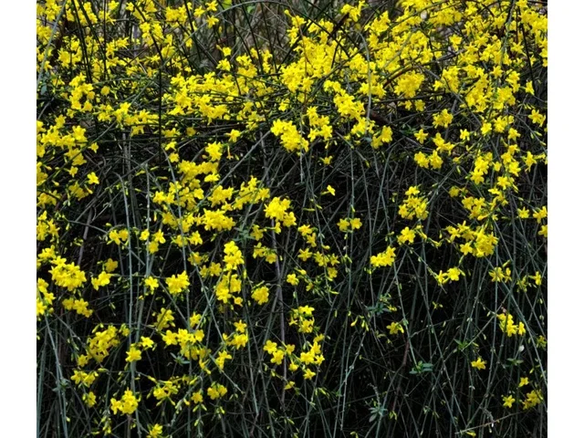 Winterjasmijn (Jasminum nudiflorum) Winterjasmijn (Jasminum nudiflorum)