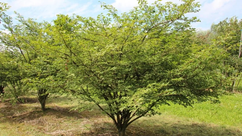 Euonymus Alatus (Gevleugelde Kardinaalsmuts)