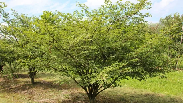 Euonymus Alatus (Gevleugelde Kardinaalsmuts) Euonymus Alatus (Gevleugelde Kardinaalsmuts)