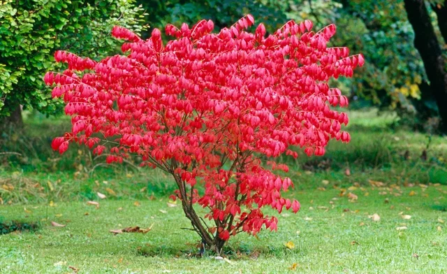 Euonymus Alatus (Gevleugelde Kardinaalsmuts) Euonymus Alatus (Gevleugelde Kardinaalsmuts)