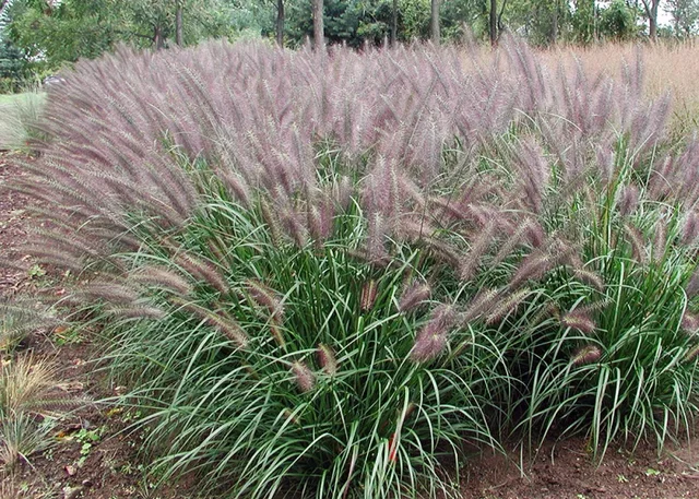 Pennisetum alopecuroides ‘Red Head’