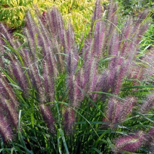 Pennisetum alopecuroides ‘Red Head’
