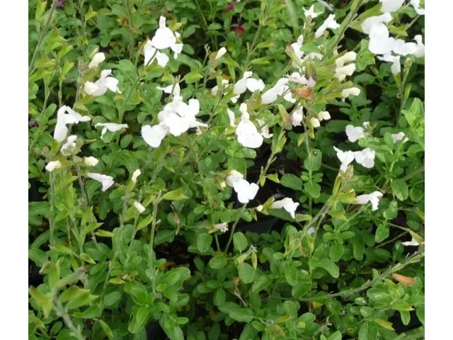 Salvia microphylla 'Gletsjer'