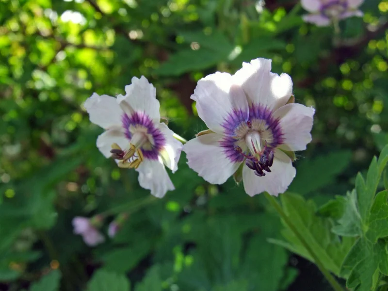 Geranium phaeum ‘Wendy’s Blush’