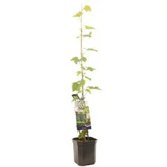 Muskaatdruif (Vitis vinifera Muscat Blue) Muskaatdruif (Vitis vinifera Muscat Blue)