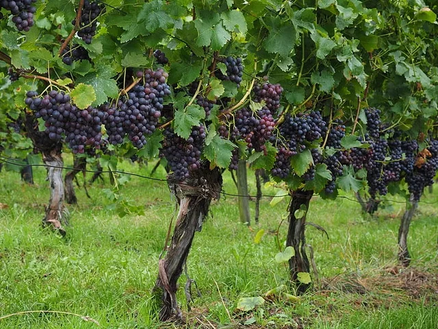 Muskaatdruif (Vitis vinifera Muscat Blue) Muskaatdruif (Vitis vinifera Muscat Blue)