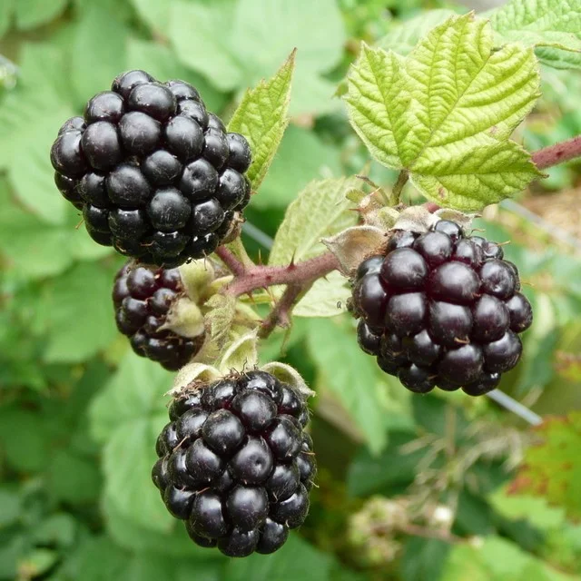 Doornloze Braam (Rubus Fruticosus Triple Crown)-3