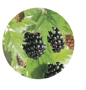 Doornloze Braam (Rubus Fruticosus Triple Crown)-4
