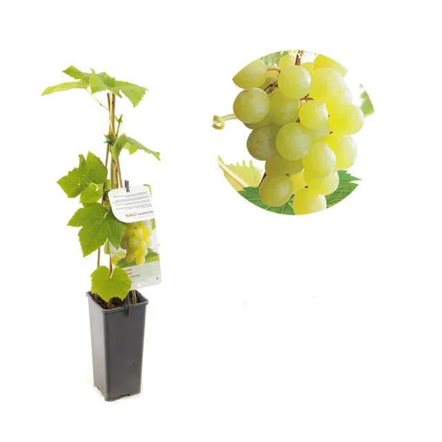Witte Pitloze Druif (Vitis Vinifera Solaris) Witte Pitloze Druif (Vitis Vinifera Solaris)