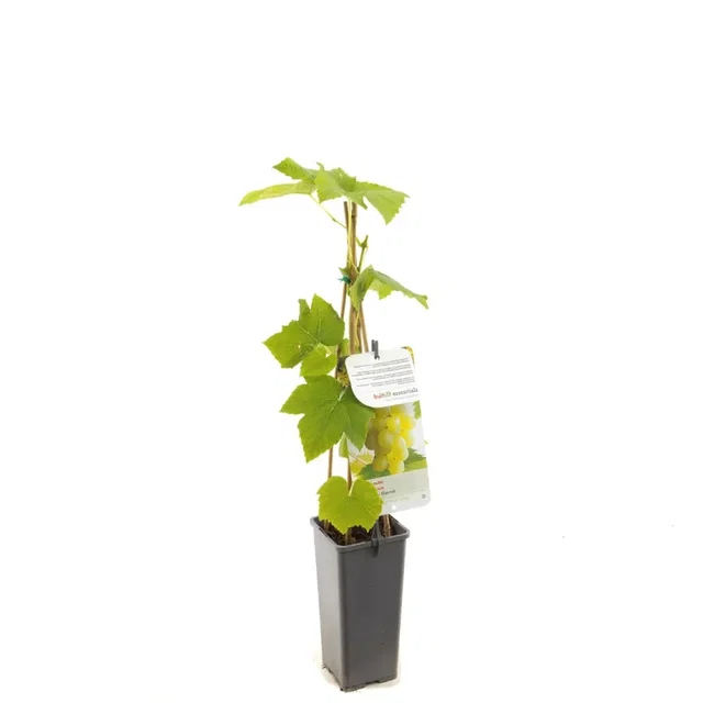 Witte Pitloze Druif (Vitis Vinifera Solaris) Witte Pitloze Druif (Vitis Vinifera Solaris)