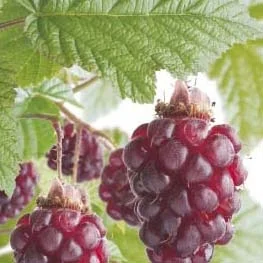 Rubus x loganobaccus (Loganbes)