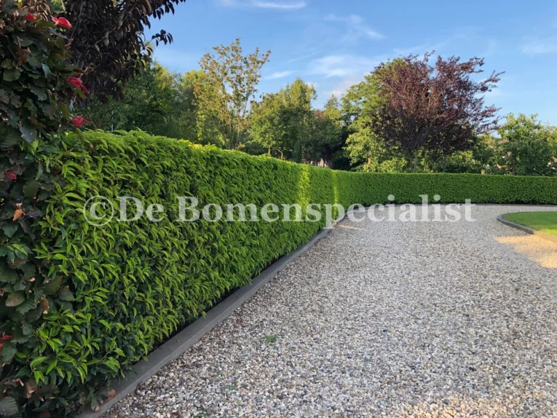 Prunus Lusitanica Angustifolia haagplant (Portugese Laurier)-8