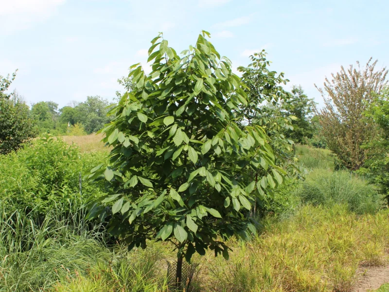 Asimina triloba (Pawpaw Boom)