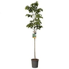 Asimina triloba (Pawpaw Boom)