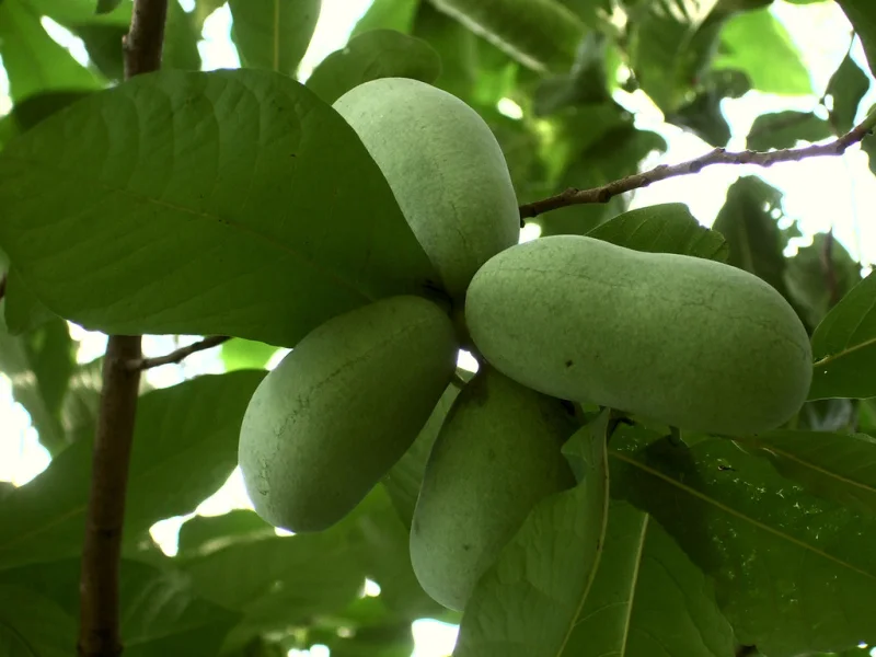Asimina triloba (Pawpaw Boom)-3