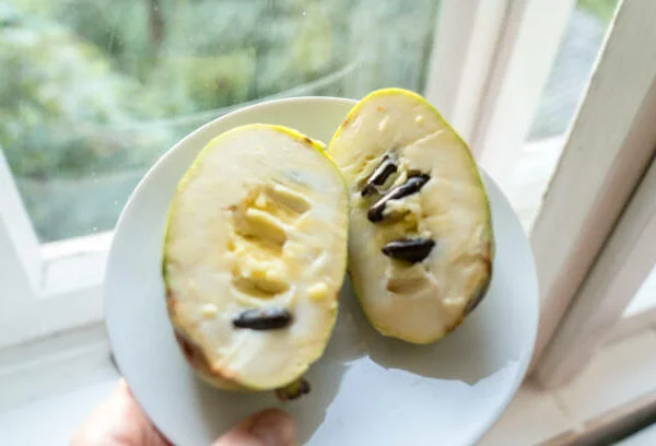 Asimina triloba (Pawpaw Boom)-4