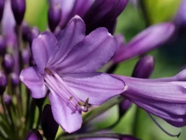 Agapanthus 'Poppin Purple'