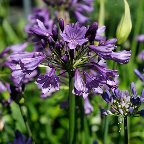 Agapanthus 'Poppin Purple'-2