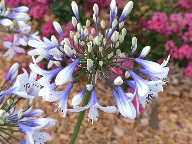 Agapanthus 'Twister'