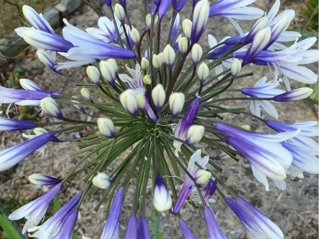 Agapanthus africanus ‘Fireworks’