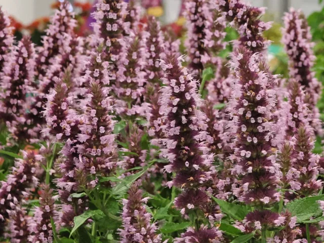 Agastache 'Beelicious Pink'