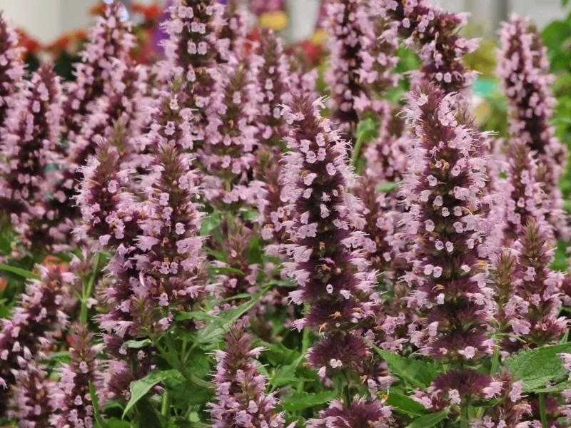 Agastache 'Beelicious Pink'