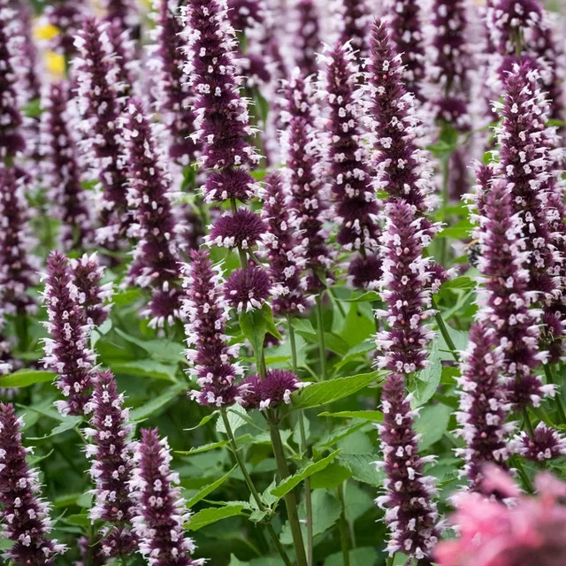 Agastache 'Beelicious Pink'